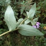 Campanula glomerata. Сидячие листья (видна абаксиальная поверхность) в верхней части цветущего побега. Ульяновск, Заволжский р-н, опушка широколиственного леса. 22.08.2020.