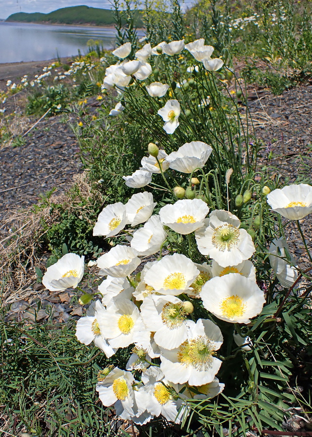 Image of Papaver amurense specimen.