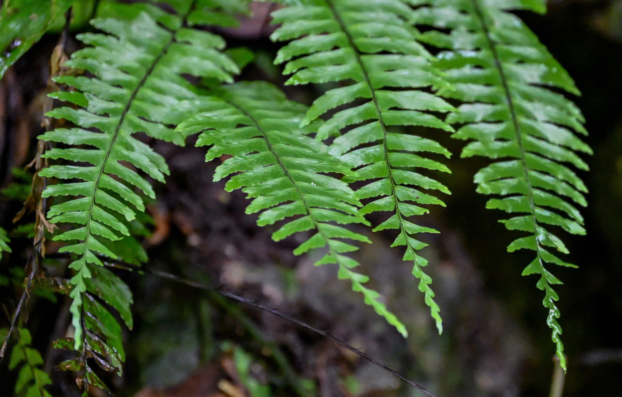 Изображение особи Hymenasplenium cheilosorum.