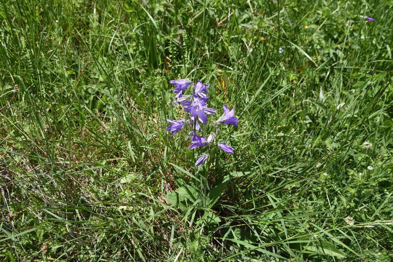 Image of genus Campanula specimen.