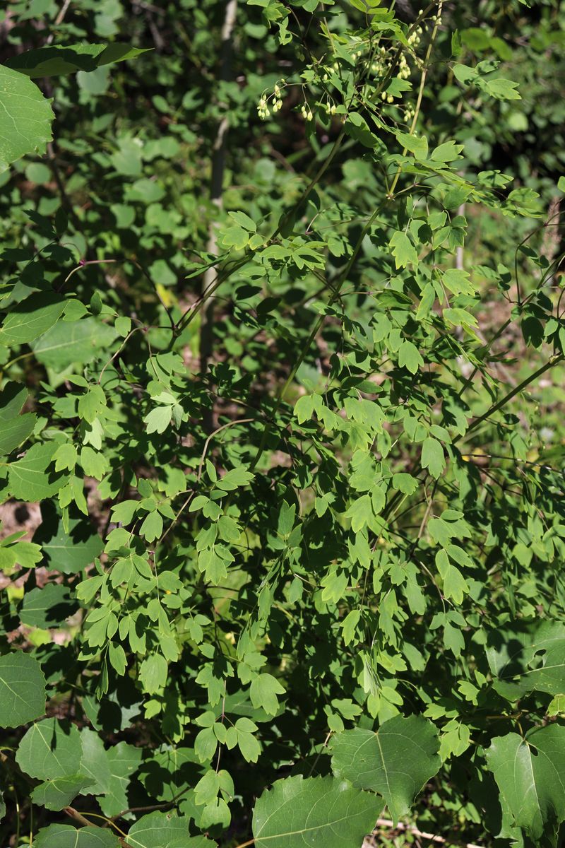 Image of Thalictrum simplex specimen.