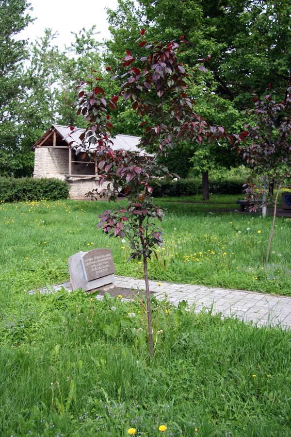 Изображение особи Malus niedzwetzkyana.