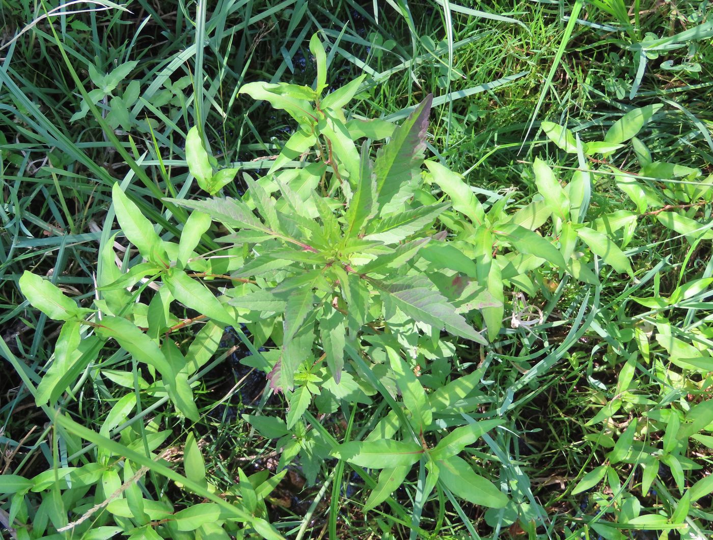 Image of Bidens frondosa specimen.