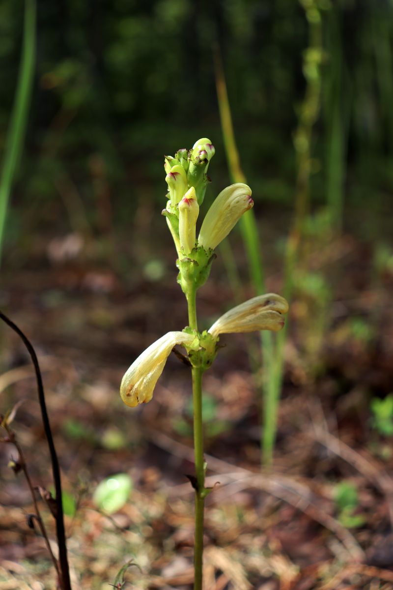 Изображение особи Pedicularis sceptrum-carolinum.