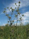 Eryngium planum. Верхушка цветущего растения. Казахстан, Восточно-Казахстанская обл., Уланский р-н, Калбинское нагорье, массив Айыртау, разнотравное луговое сообщество у обочины автодороги. 29 июня 2024 г.