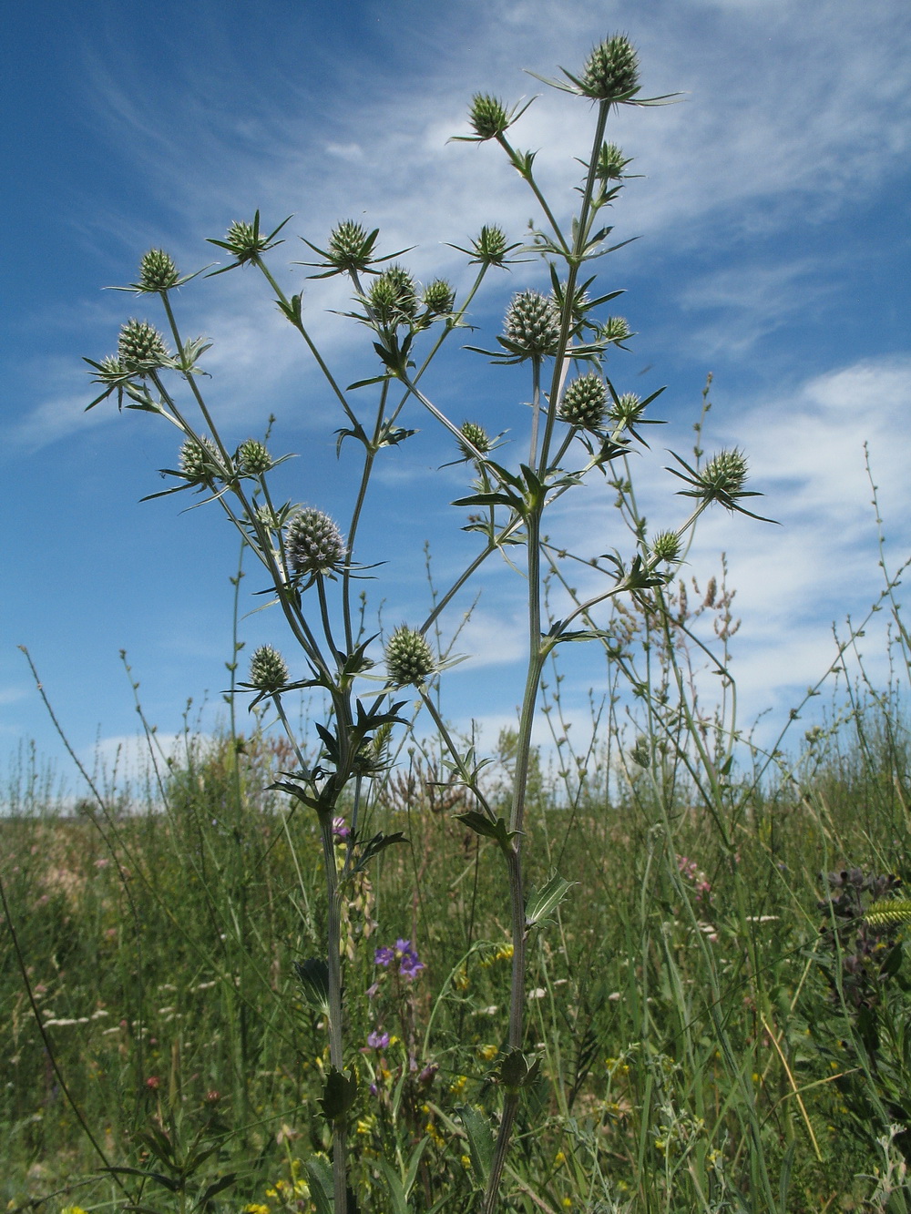 Изображение особи Eryngium planum.