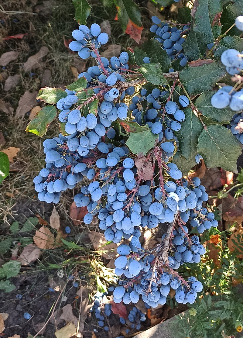 Image of Mahonia aquifolium specimen.