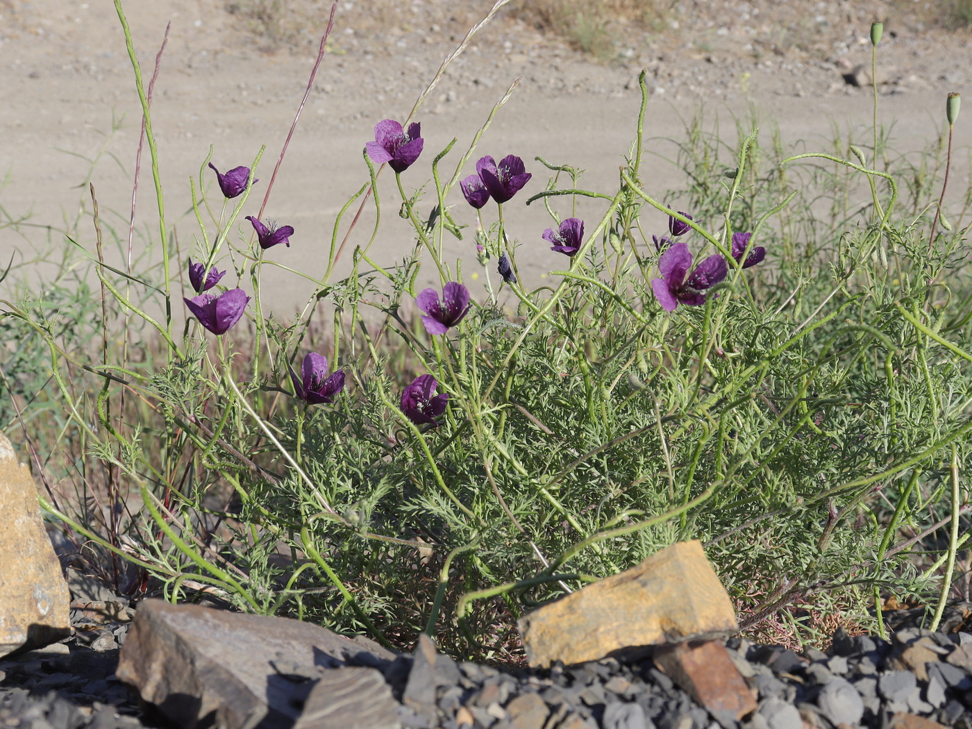 Image of Roemeria hybrida specimen.