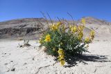 Corydalis fimbrillifera. Цветущее растение с прошлогодними сухими побегами. Таджикистан, Горно-Бадахшанская автономная обл., Мургабский р-н, дол. оз. Булункуль, выс. ≈ 3737 м н.у.м., глинистый такыр в межгорном понижении. 3 июля 2024 г.