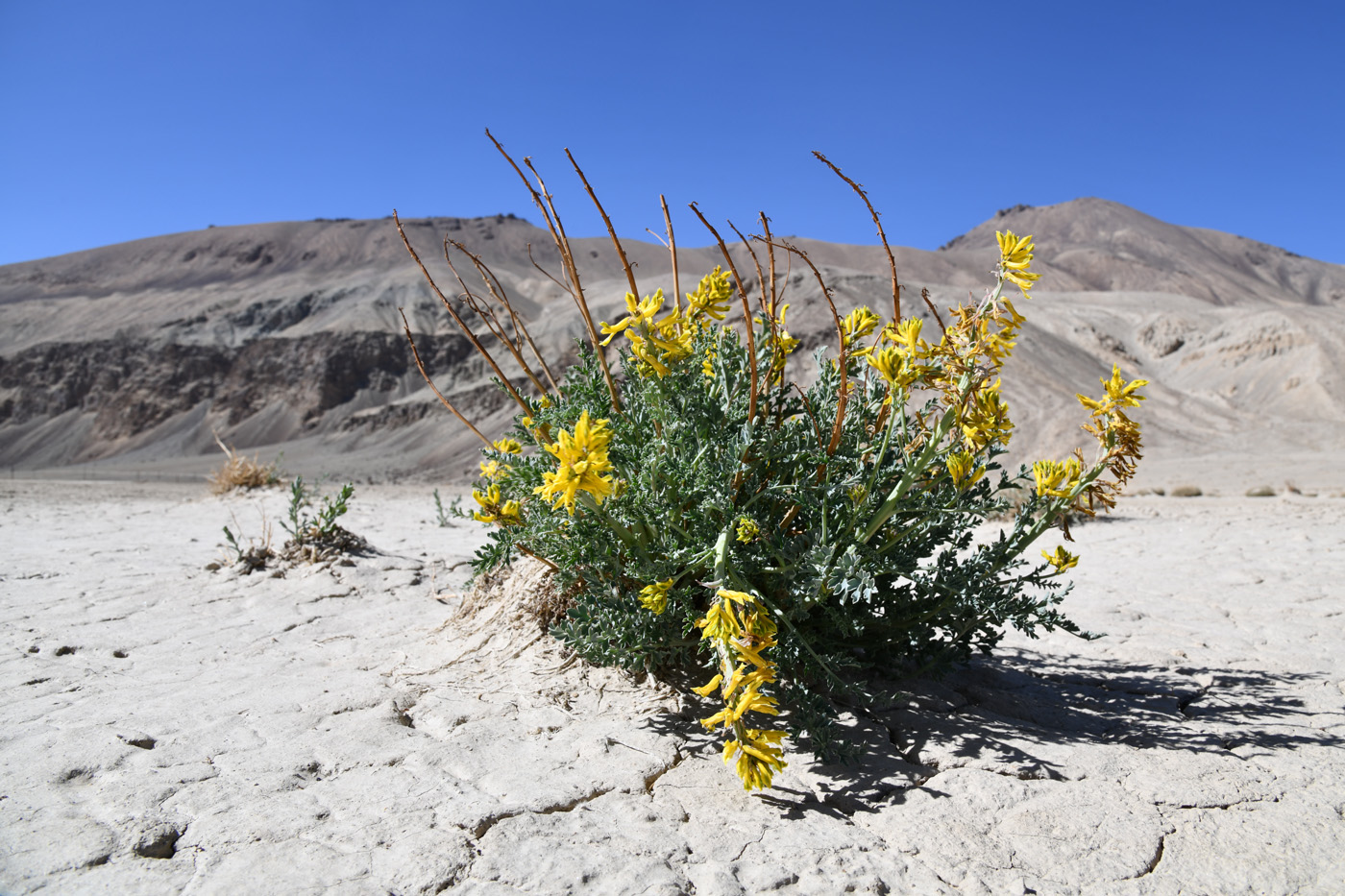 Image of Corydalis fimbrillifera specimen.