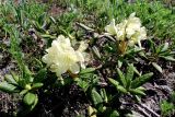 Rhododendron aureum