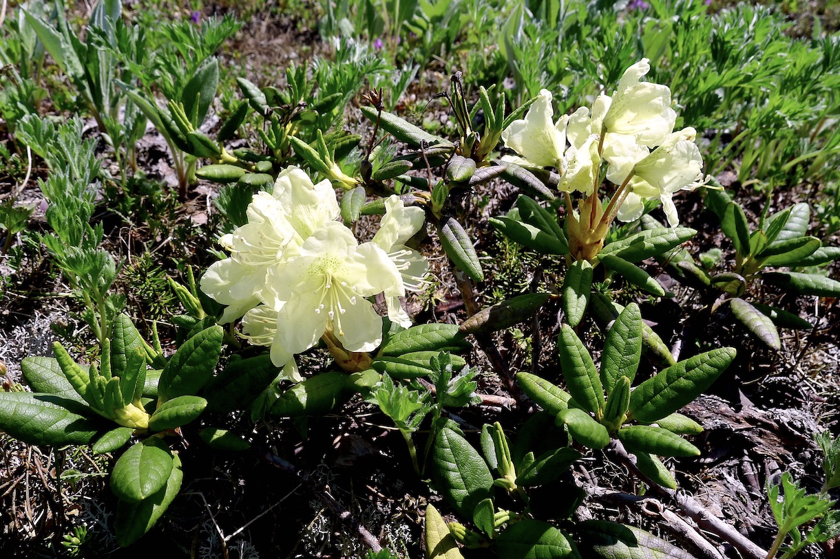 Изображение особи Rhododendron aureum.