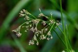 Scirpus radicans. Часть соцветия. Московская обл., Дмитровский гор. округ, берег оз. Свиное, опушка черноольшанника, топкий участок берега у воды. 21.07.2024.