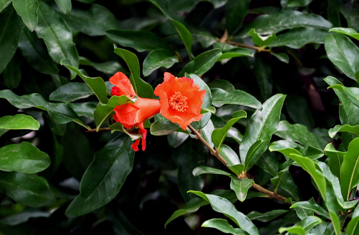 Image of Punica granatum specimen.