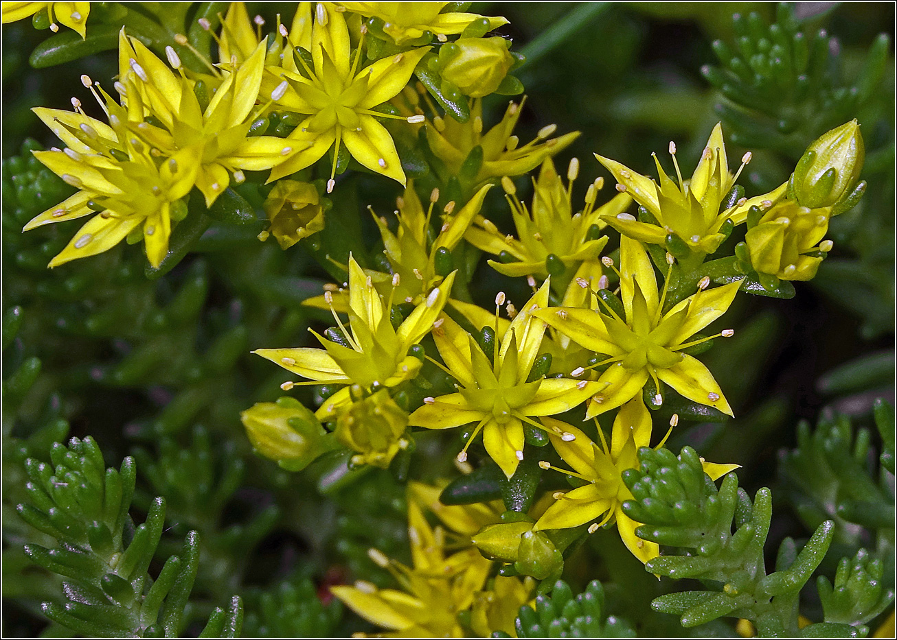 Image of Sedum sexangulare specimen.