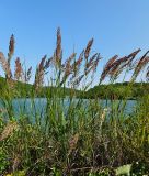 Calamagrostis pseudophragmites