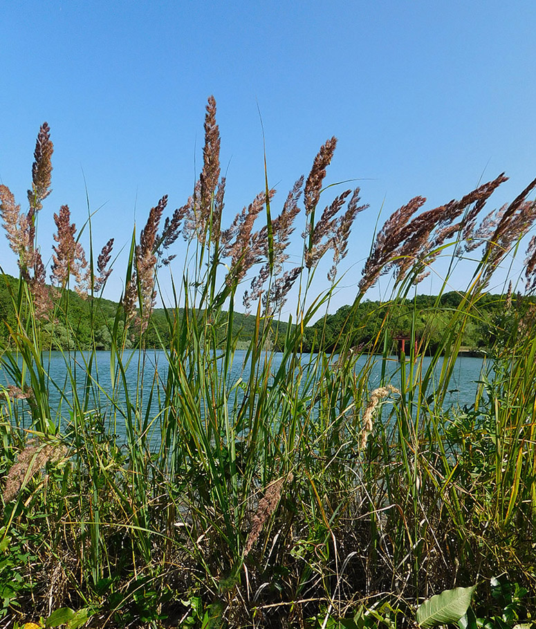 Изображение особи Calamagrostis pseudophragmites.