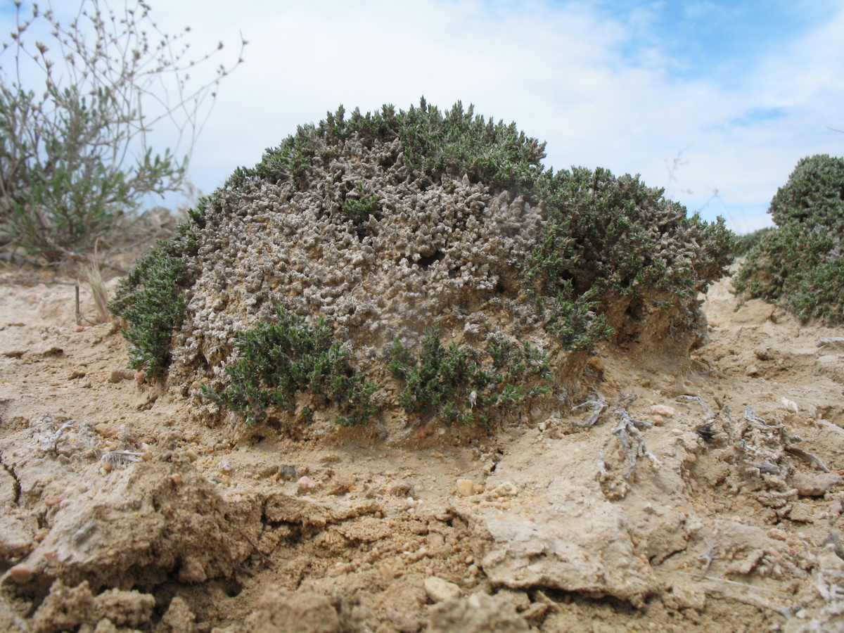 Image of Nanophyton erinaceum specimen.