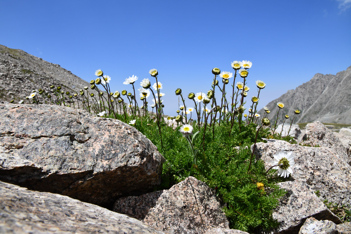 Изображение особи Pyrethrum karelinii.