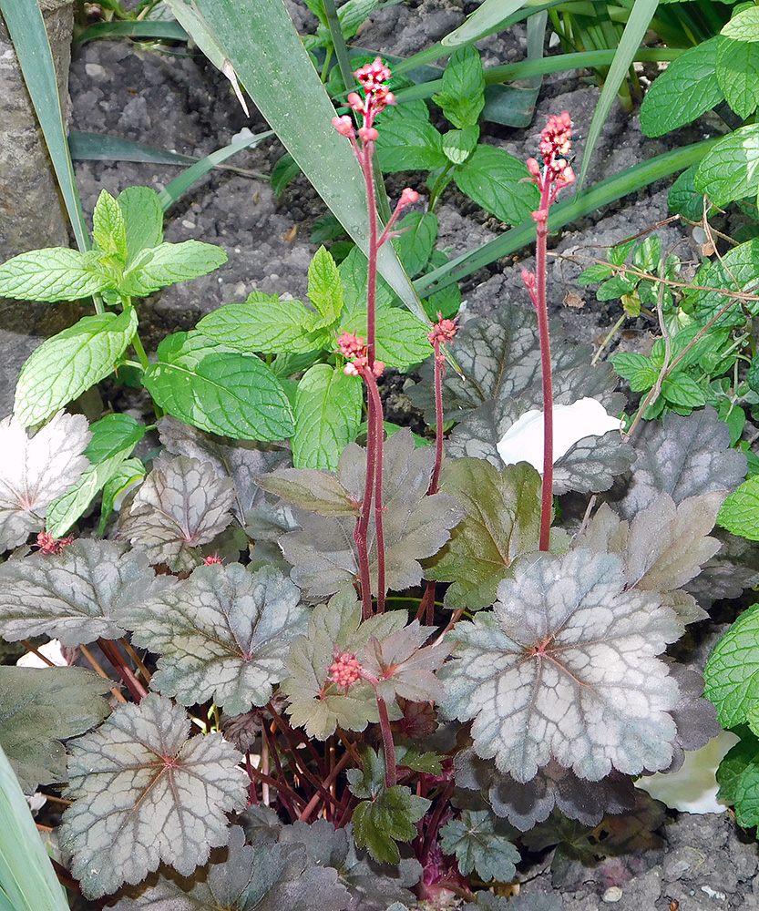 Image of Heuchera × hybrida specimen.