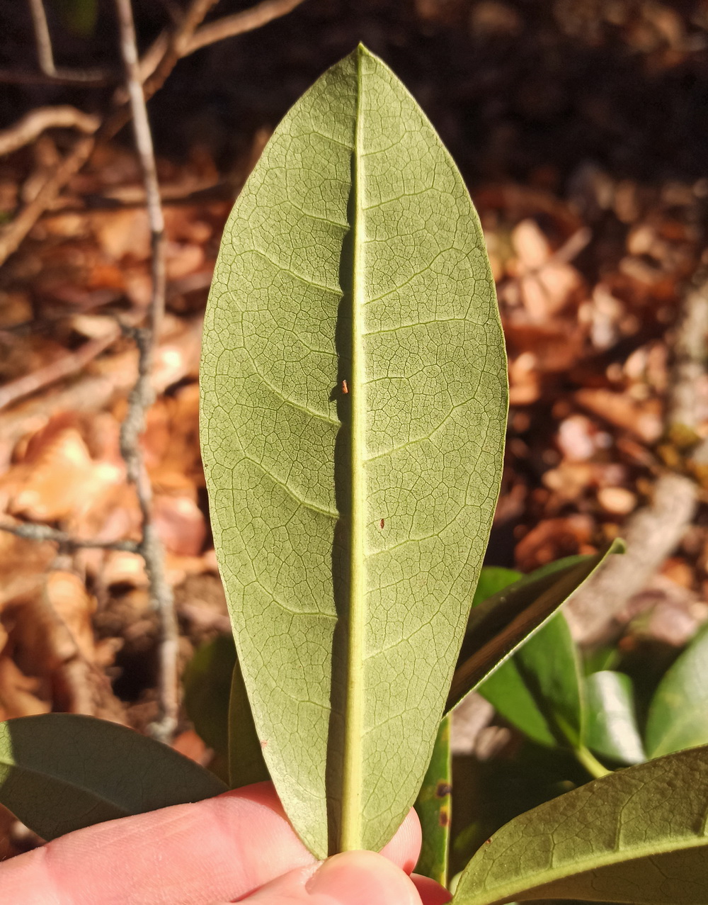 Image of Rhododendron ponticum specimen.