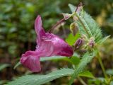 Смотреть изображение Impatiens glandulifera