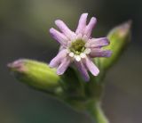 View full-size image Silene aprica