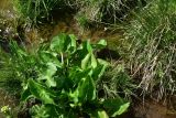 View full-size image genus Caltha