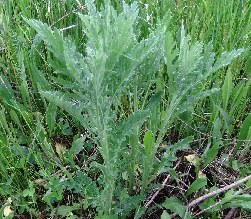 Image of Senecio grandidentatus specimen.