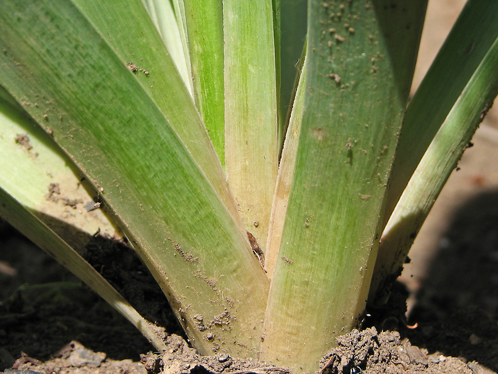 Image of Eremurus spectabilis specimen.