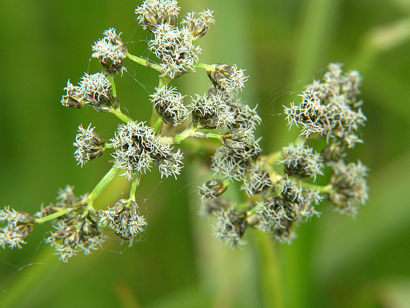 Image of Scirpus sylvaticus specimen.