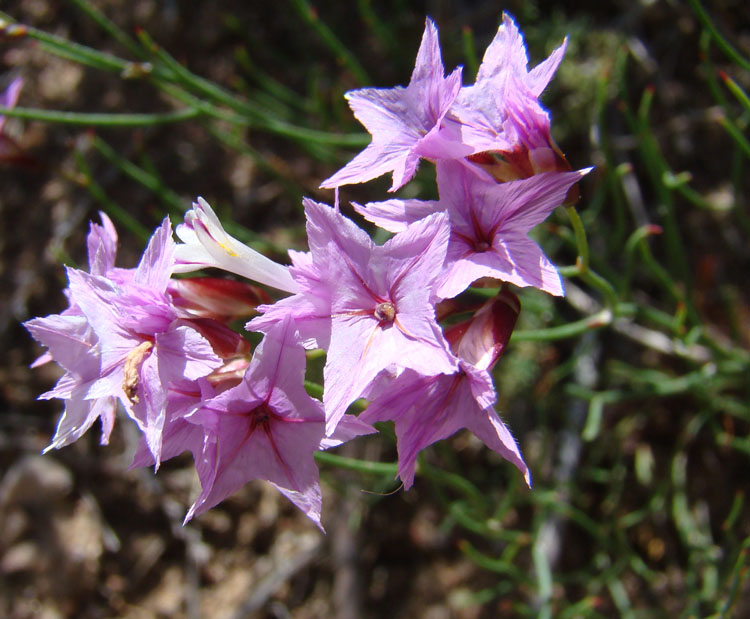 Image of Limonium kaschgaricum specimen.