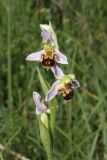 Смотреть изображение Ophrys apifera