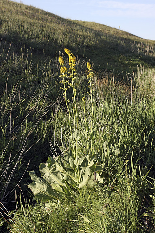 Image of Ligularia heterophylla specimen.