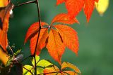 Parthenocissus quinquefolia