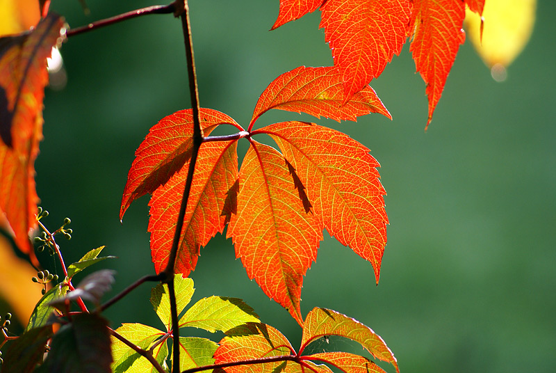 Image of Parthenocissus quinquefolia specimen.