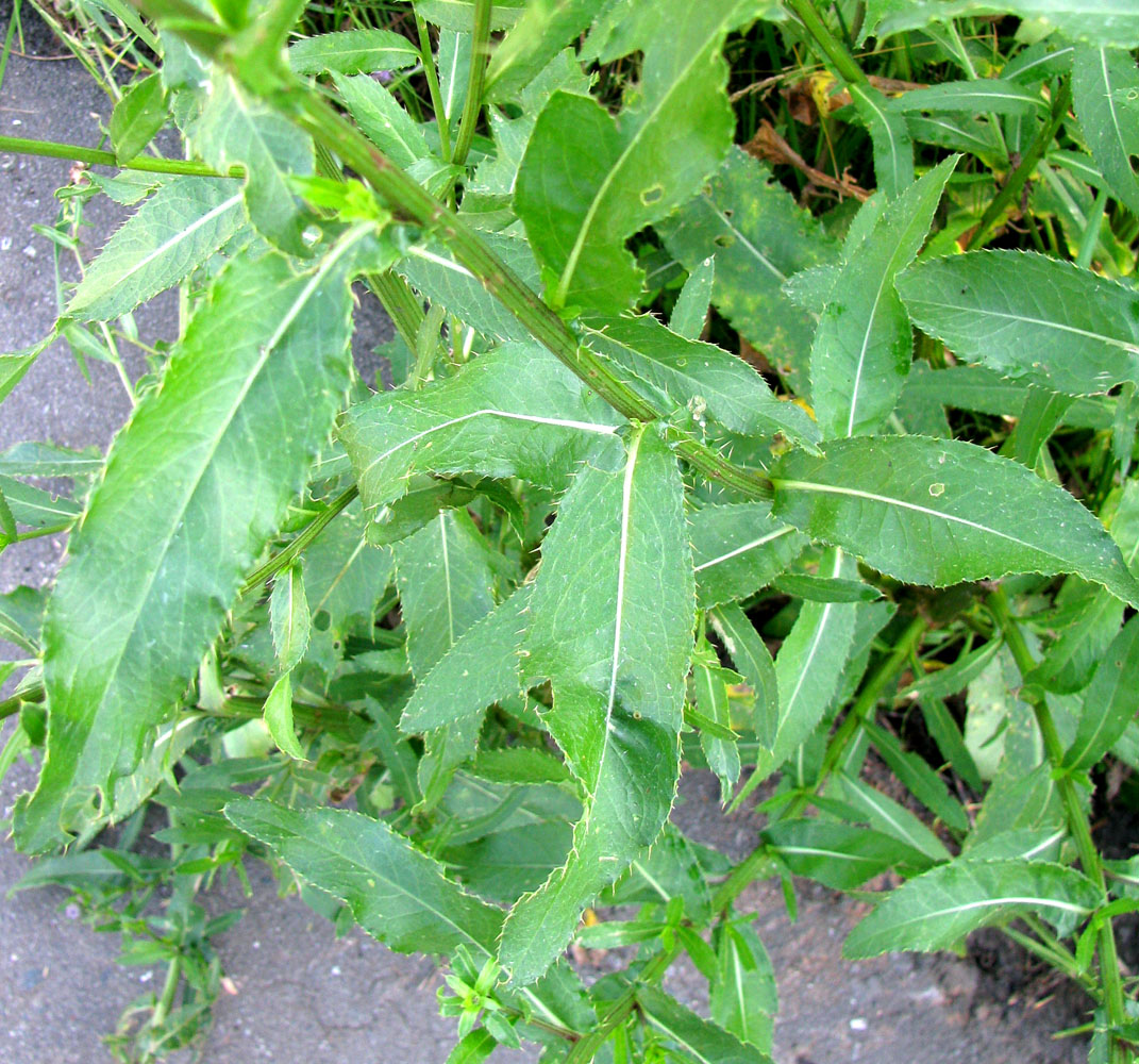 Image of Cirsium setosum specimen.