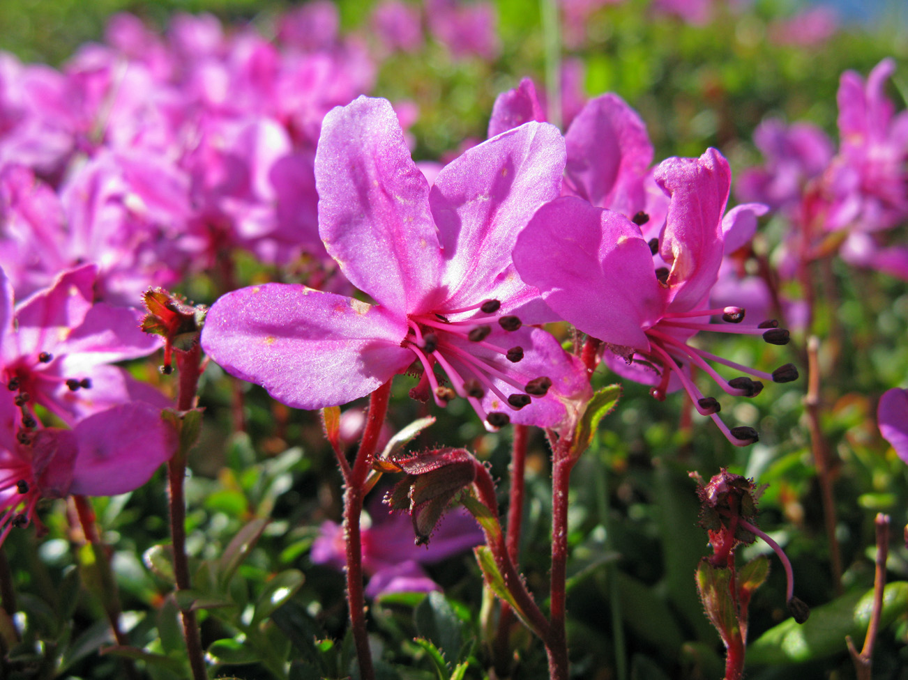 Изображение особи Rhododendron redowskianum.