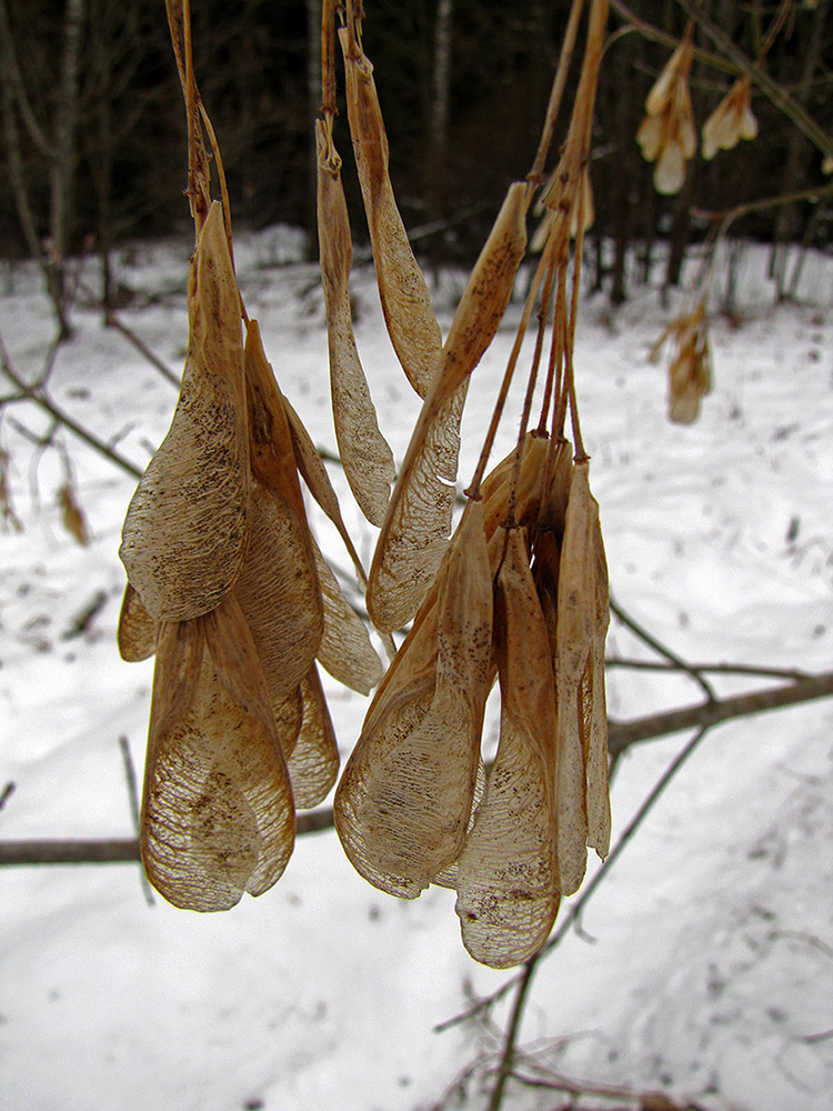 Image of Acer negundo specimen.