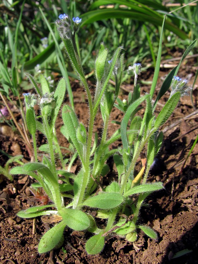 Image of Myosotis ramosissima specimen.