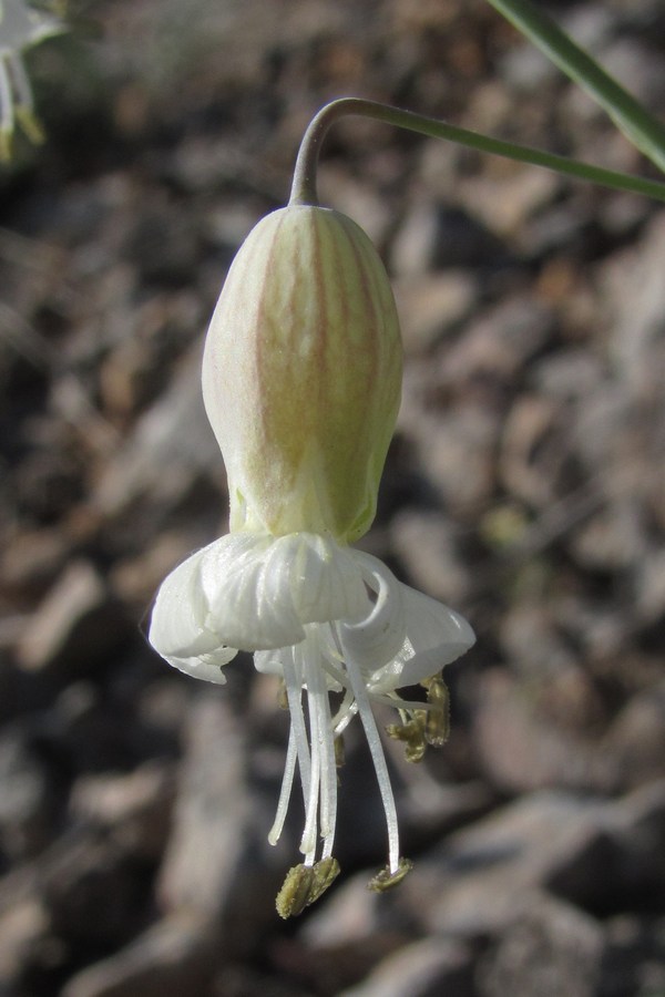 Image of Oberna behen specimen.