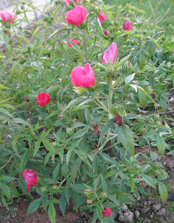 Image of Hibiscus &times; hybridus specimen.