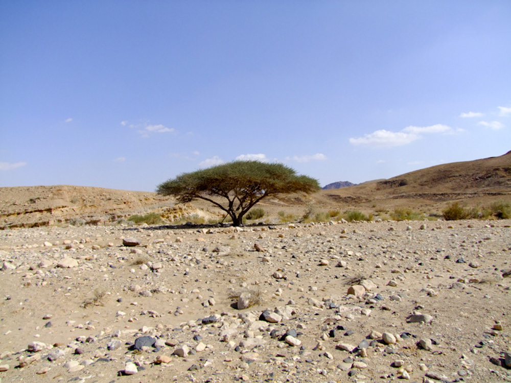 Image of Vachellia tortilis ssp. raddiana specimen.