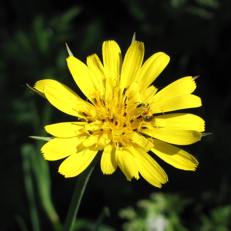 Изображение особи Tragopogon pratensis.