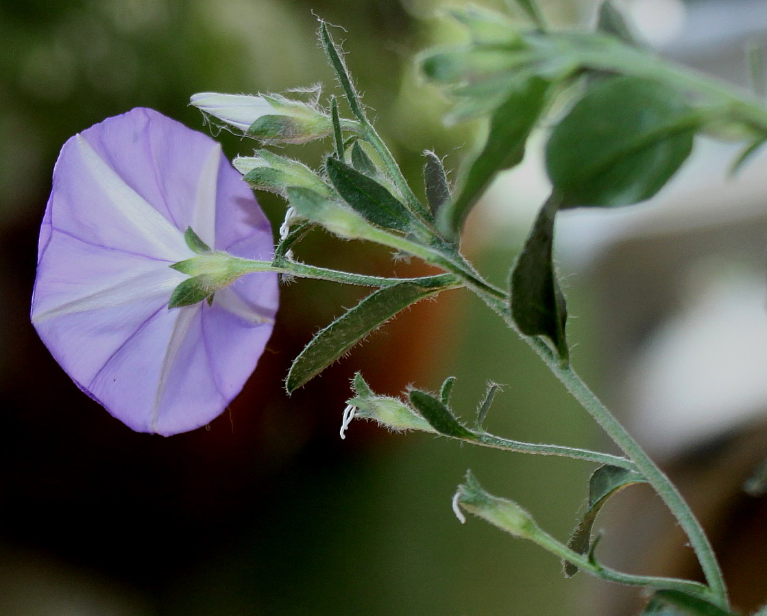 Изображение особи семейство Convolvulaceae.