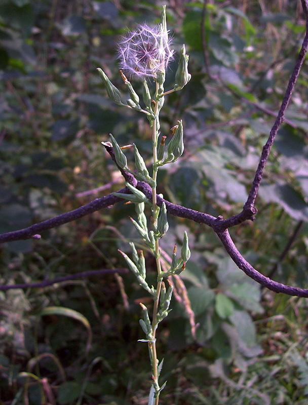 Изображение особи Lactuca serriola.