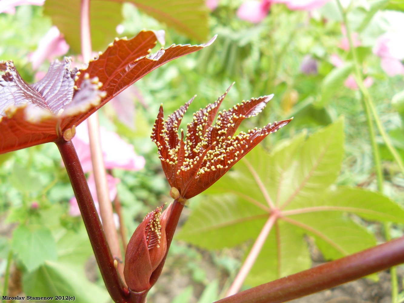 Image of Ricinus communis specimen.