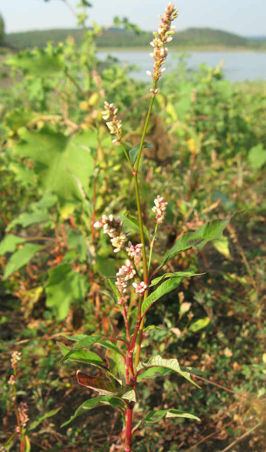 Image of Persicaria &times; lenticularis specimen.