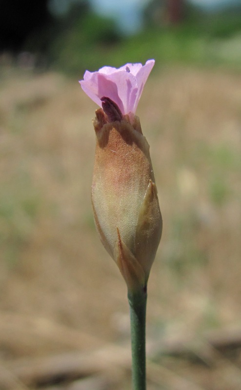 Image of Petrorhagia prolifera specimen.