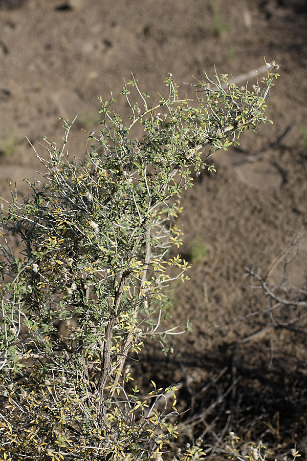 Image of genus Astragalus specimen.